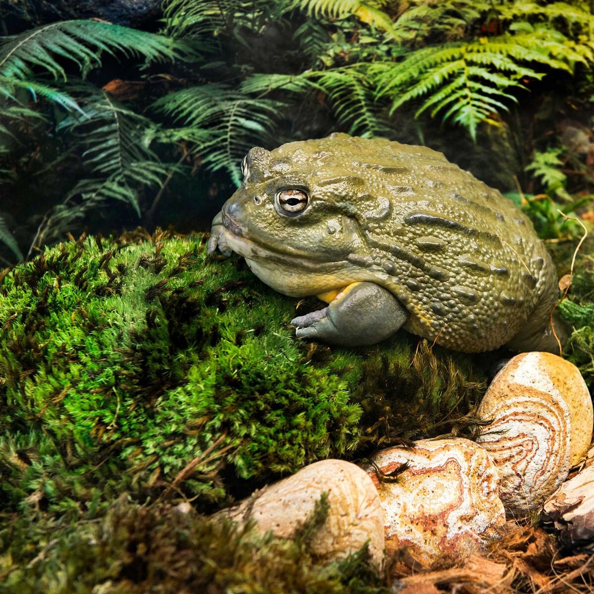 Galapagos Royal Pillow Moss Reptile and Amphibian Terrarium Moss， Fresh Green