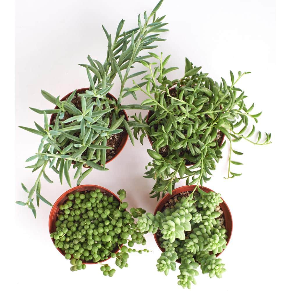 Shop Succulents String of Pearls Burrito Sedum Fishhook and String of Bananas4 in. Grow Pots (4-Pack) 4-HANG-PK-4