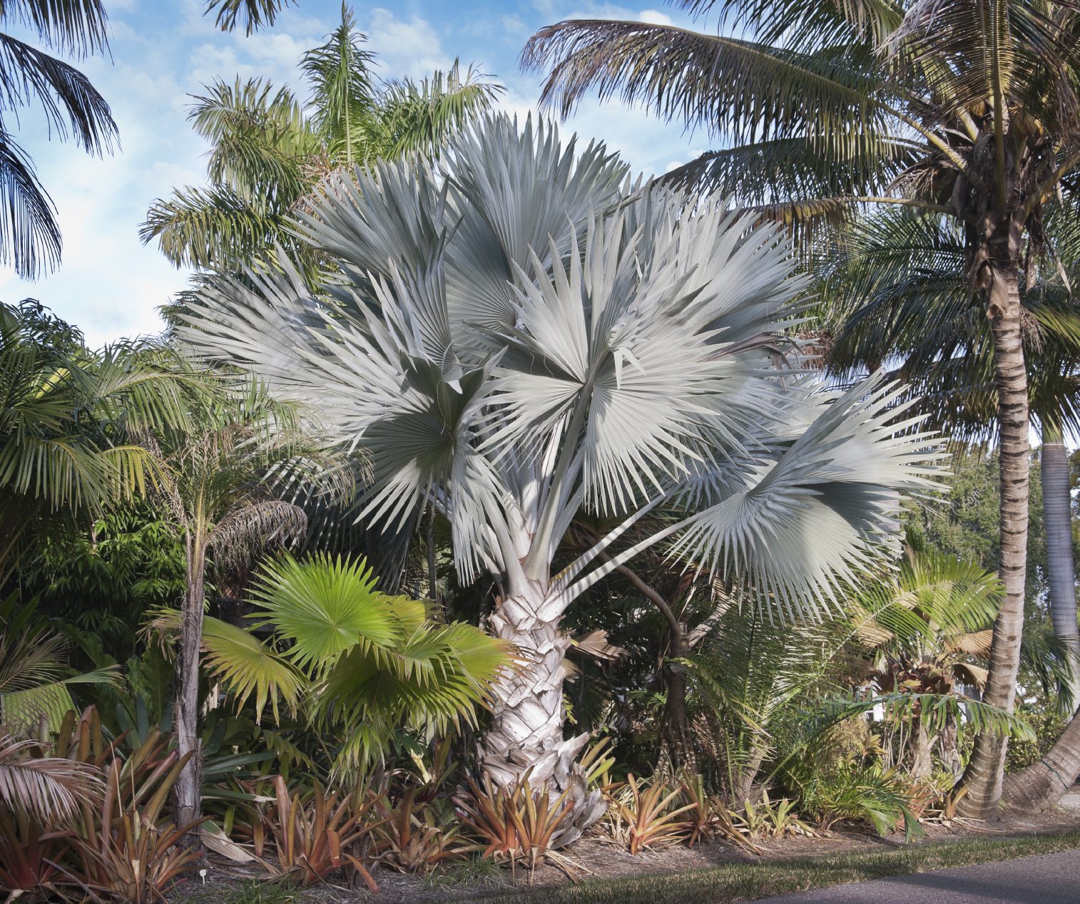 Wekiva Foliage - Silver Bismarck Palm - Live Plant in a 5 Gallon Pot - Bismarckia Nobilis - Full Sun - Rare Palms of Florida