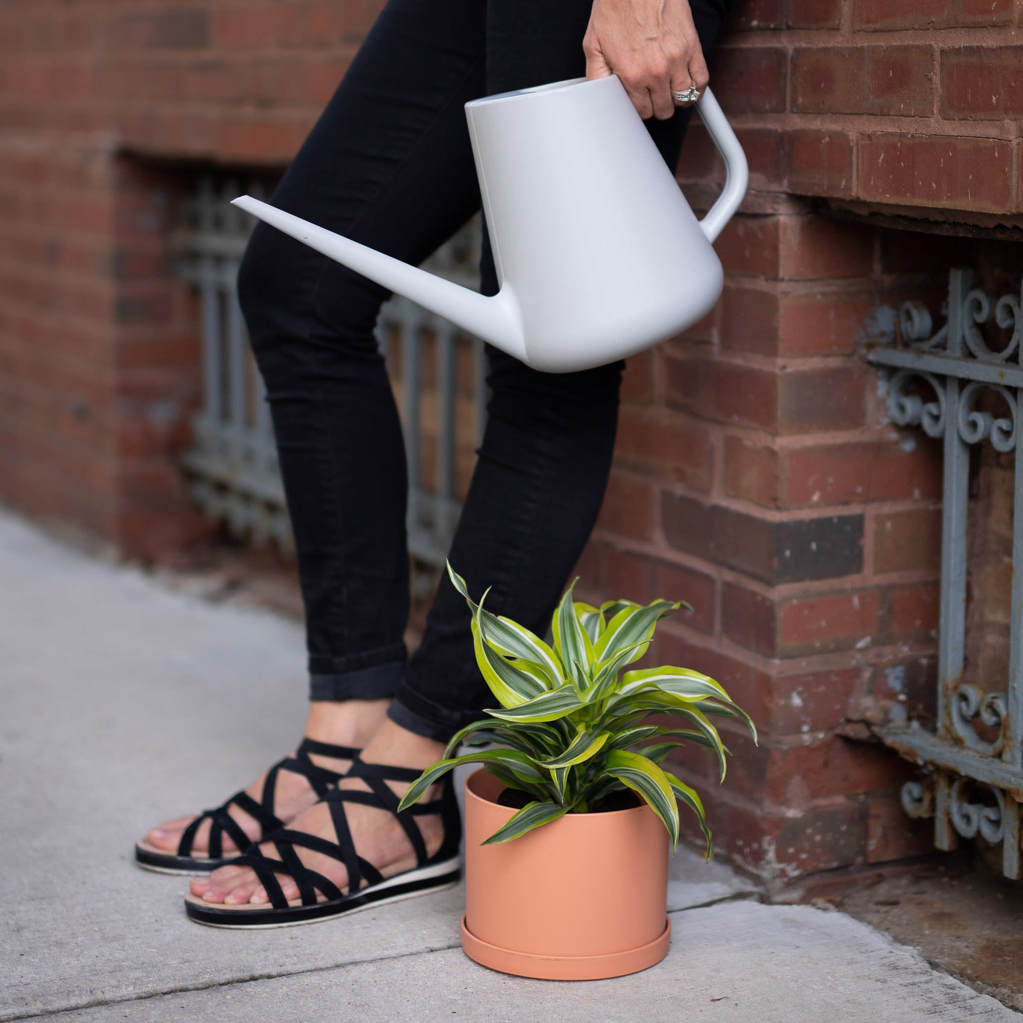 Bloem Fern Watering Can: 1 Gallon Capacity - Grey - Long Spout, Ergonomic Handle, Large Mouth Opening, One Piece Construction, For Indoor and Outdoor Use, Gardening