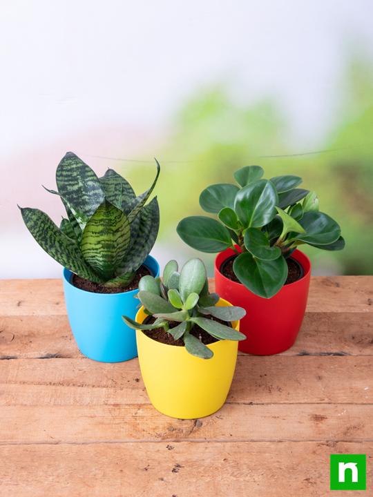 Beautiful Table Top / Office Desk Succulents