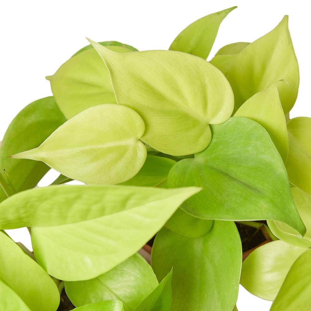 Pothos Neon Epipremnum Aureum Plant in 4 in. Grower Pot 4_POTHOS_NEON