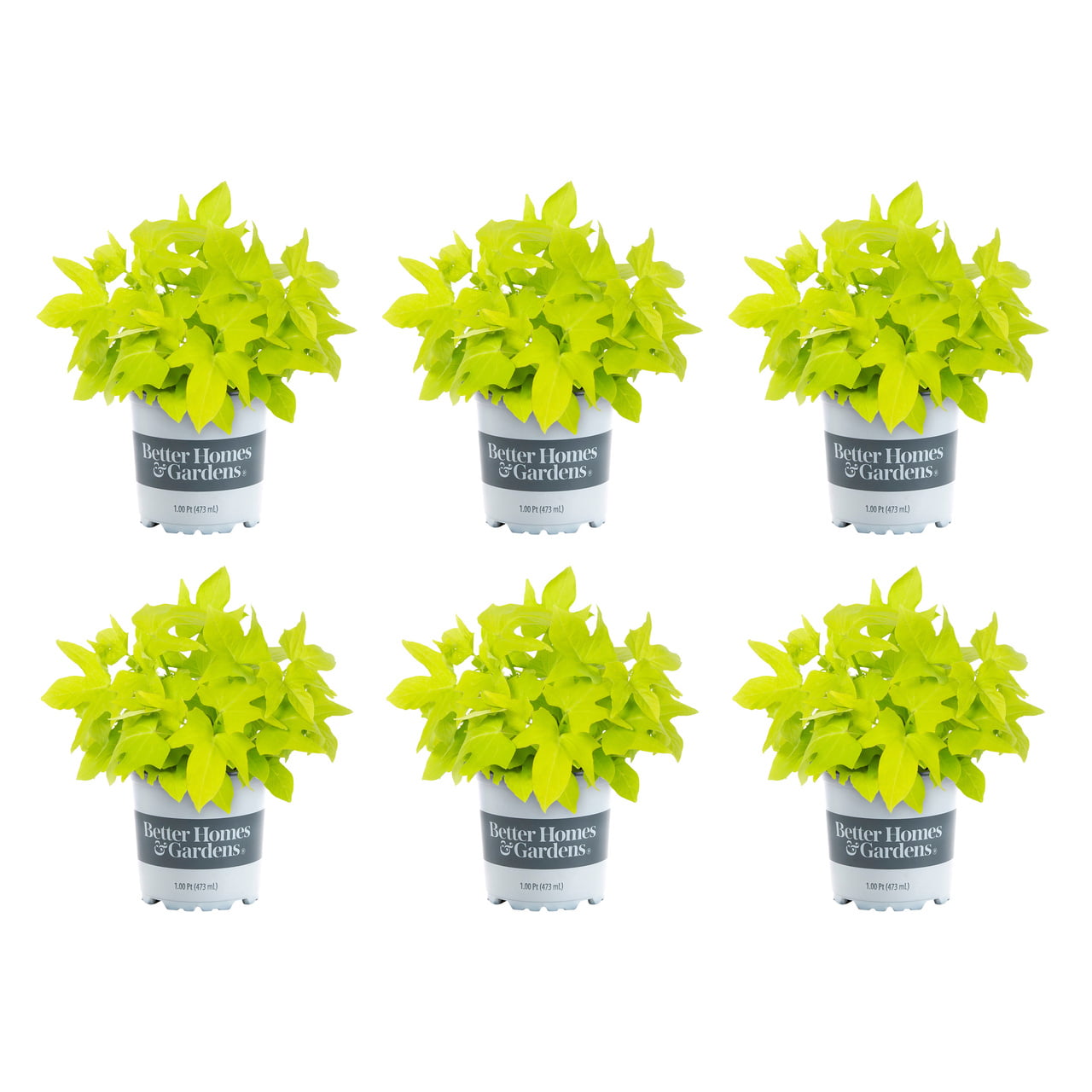 Better Homes and Gardens 1PT Green Ipomoea Annual Live Plants (6 Pack) with Grower Pot