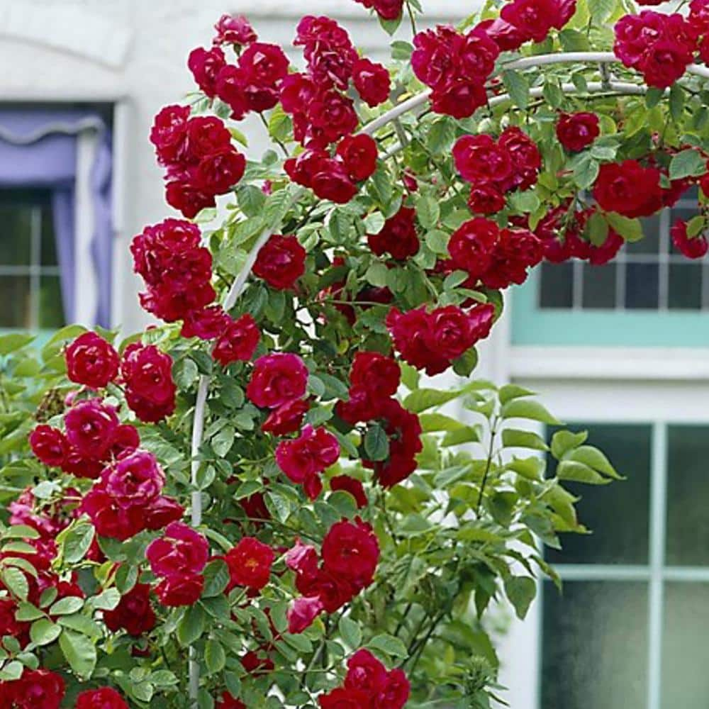 VAN ZYVERDEN Climbing Rose CL Blaze Roses Bloom Color Red (1 Root Stock) 83896