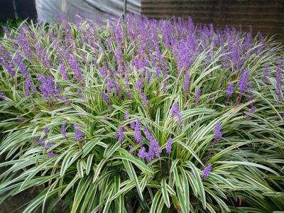 Classy Groundcovers - Lily Turf 'Variegated' Lilyturf， Border Grass， Monkey Grass {54 Pots - 2 1/2 inch Square}