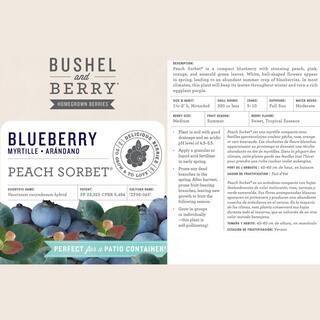 BUSHEL AND BERRY 2 Gal. Bushel and Berry Peach Sorbet Blueberry Live Plant 19572