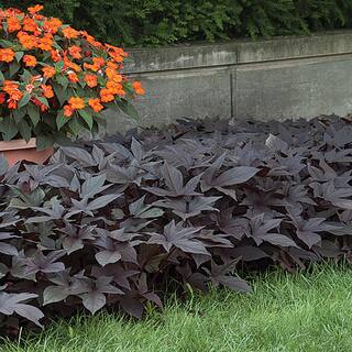 Vigoro 1 Qt. Black Sweet Potato Vine Ipomoea Annual Plant 80847