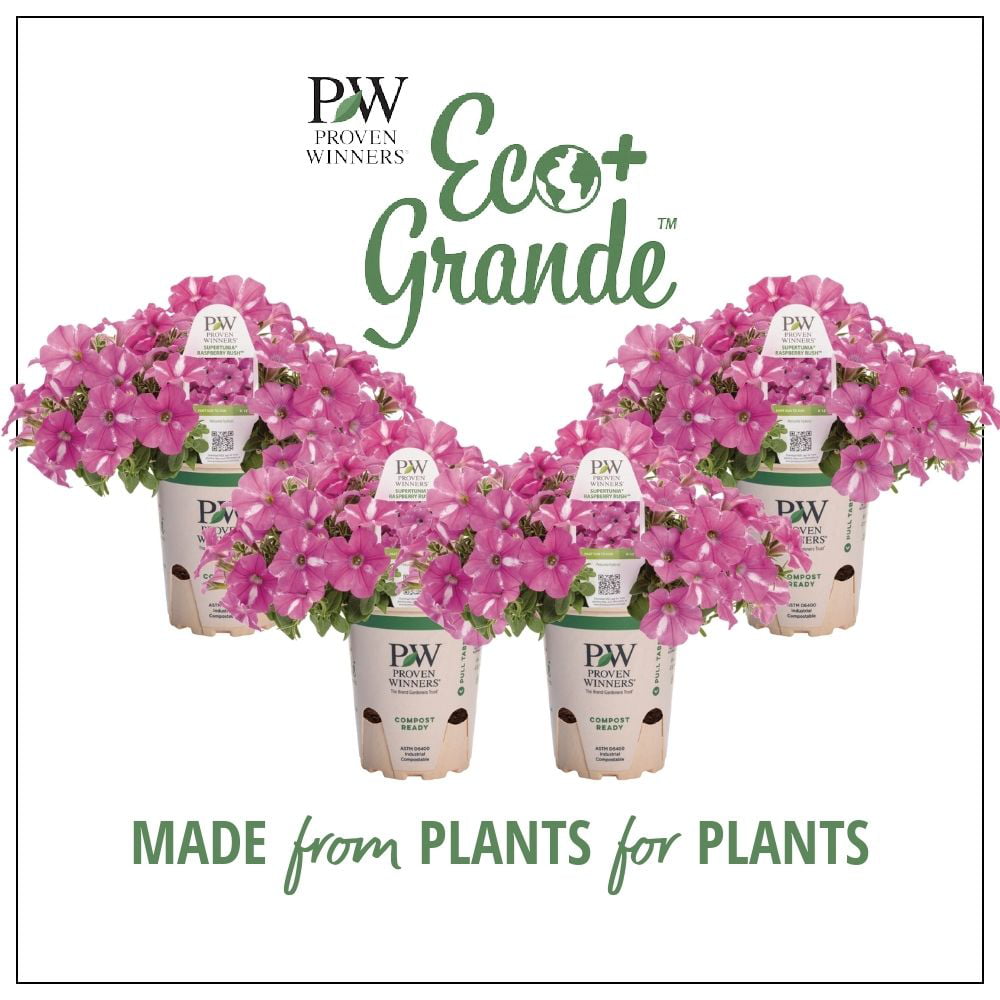 4.25 in. Eco+Grande， Supertunia Raspberry Rush (Petunia) Live Plant， Raspberry Pink and White Flowers (4-Pack)