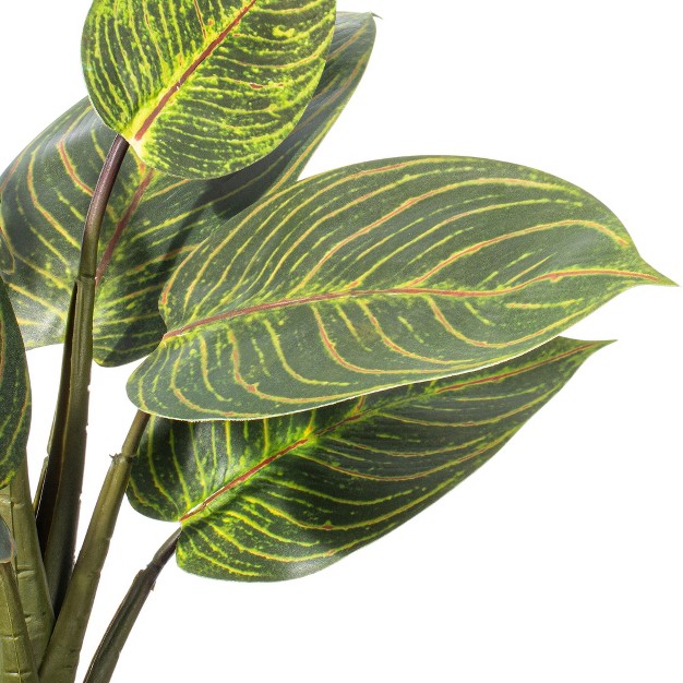 Philodendron Birkin In White Ceramic Pot.