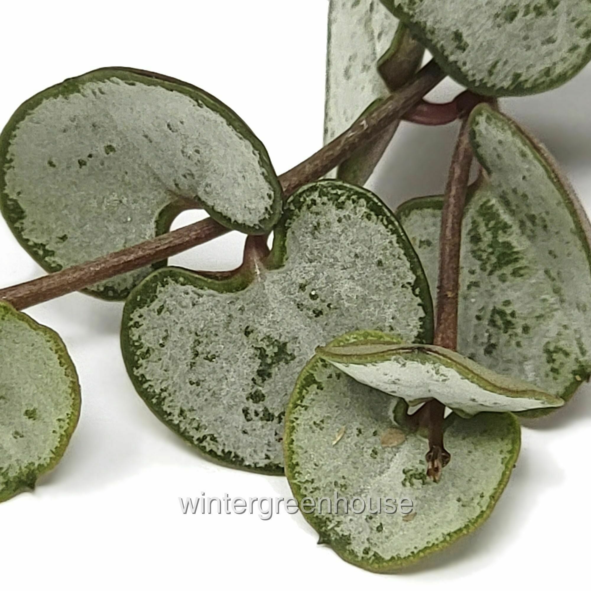 Ceropegia Woodii， Silver Glory， Silver Glory， String Of Hearts - Pot Size: 3