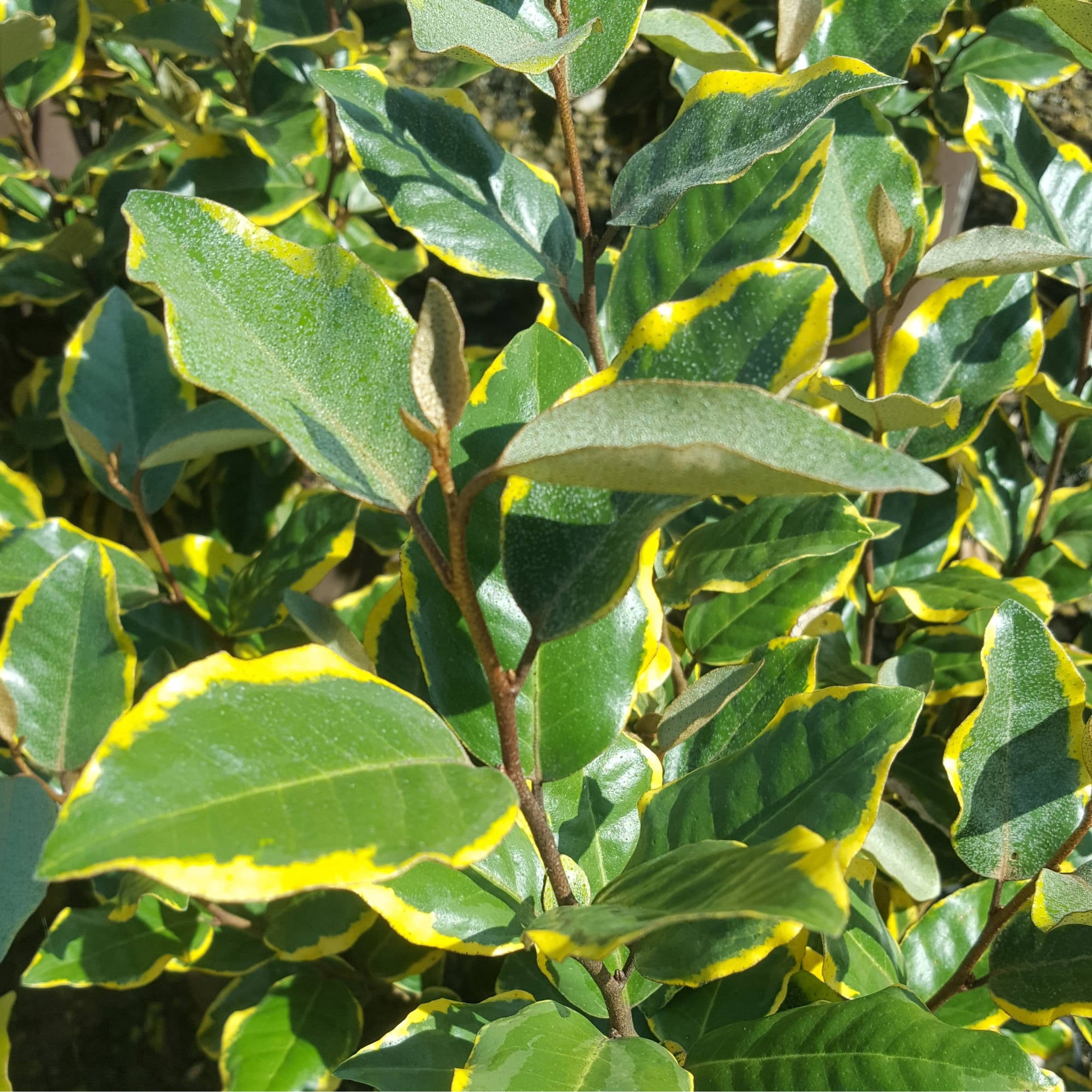 Olive Martini Elaeagnus (2 Gallon) Variegated Evergreen Shrub with Yellow and Green Foliage - Full Sun Live Outdoor Plant - Southern Living Plant Collection