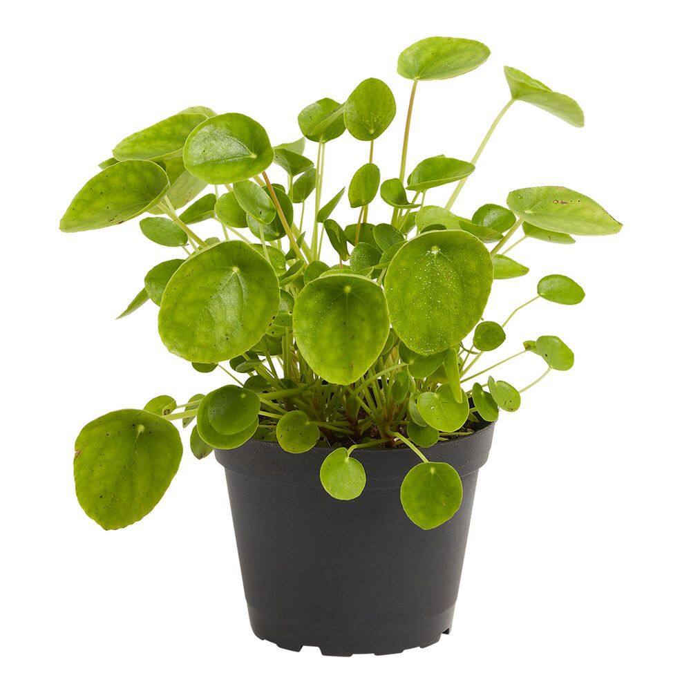 LIVELY ROOT Chinese Money Plant (Pilea Peperomioides) in 6 in. Grower Pot LRPILEA6