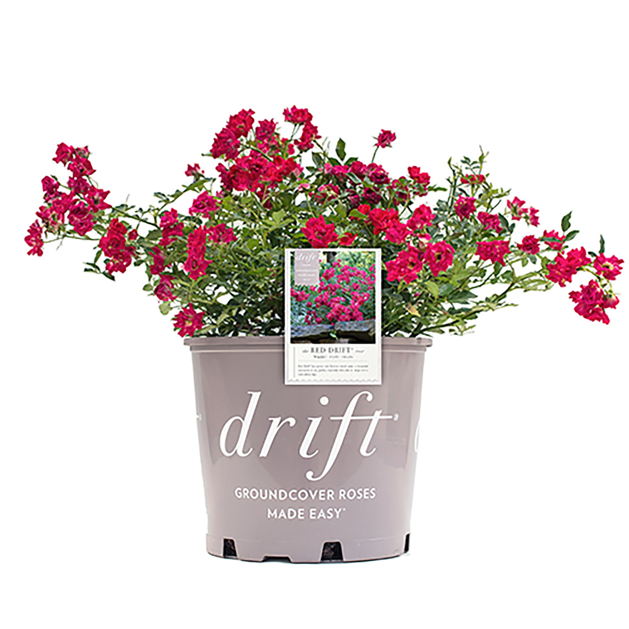 Drift Red Rose Live Shrub (2 Gallon)