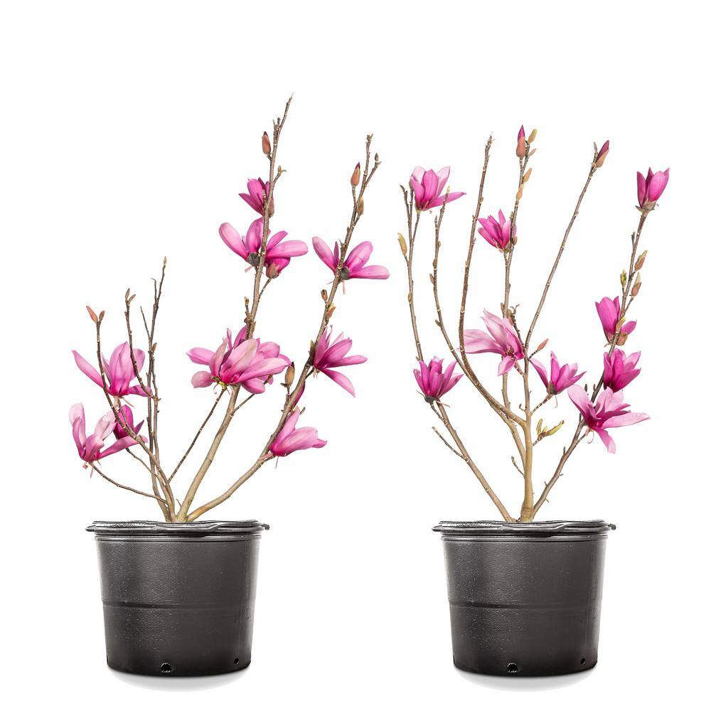1 Gal. Ann Magnolia (2-Pack) THD00152