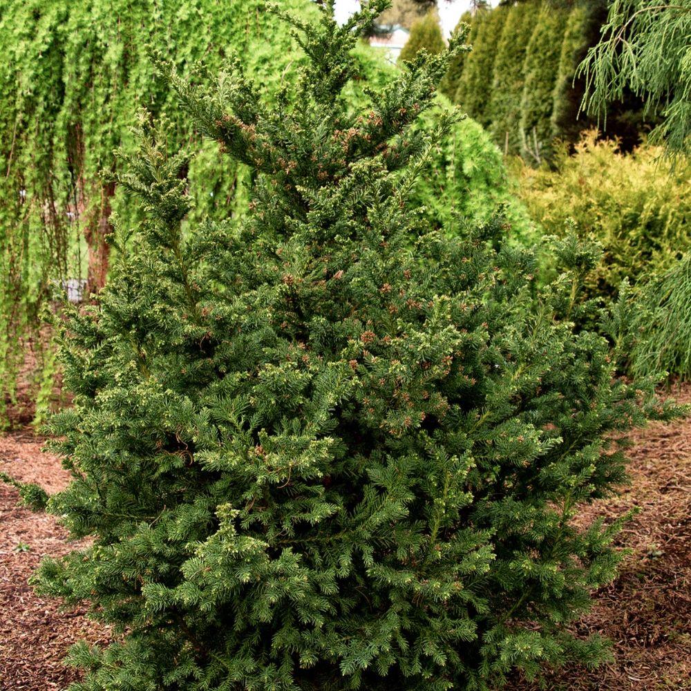 Black Dragon Japanese Cedar-Very Dark