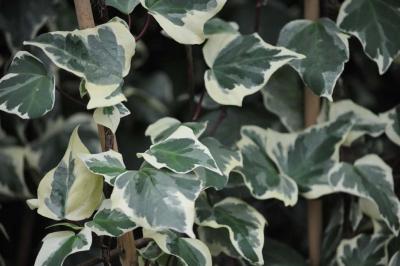 Classy Groundcovers - Variegated Algerian Ivy 'Glorie'， 'Variegata'， Canary Island Ivy， North African Ivy， Madeira Ivy {25 Pots - 3 1/2 inch Square}