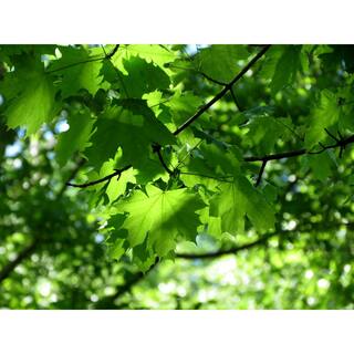 Online Orchards Norway Maple Tree - Among The Most Cold Hardy and Fastest Growing Maples (Bare Root 3 ft. to 4 ft. Tall) SHNM002