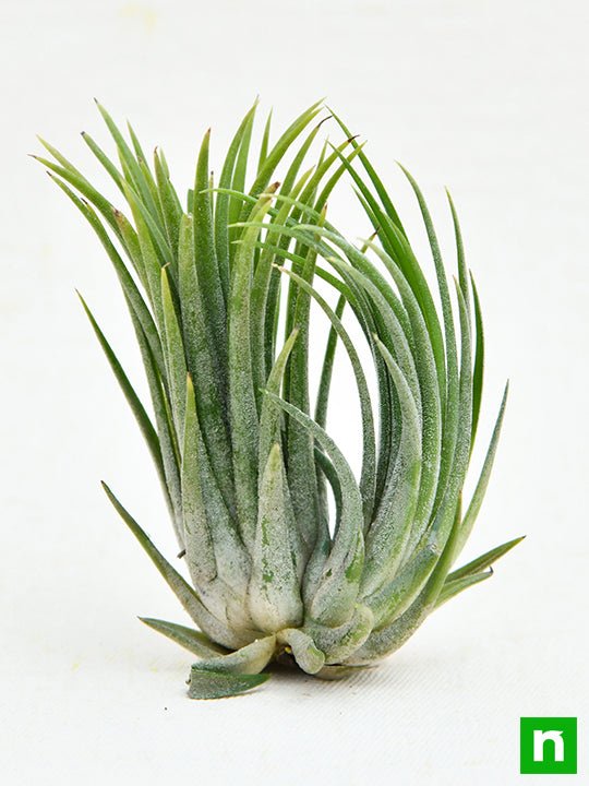 Air Plant, Tillandsia ionantha var. ionantha - Plant