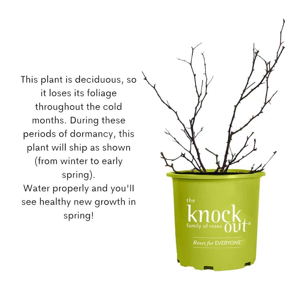 KNOCK OUT 2 Gal. Red Double Knock Out Rose Bush with Red Flowers 13210