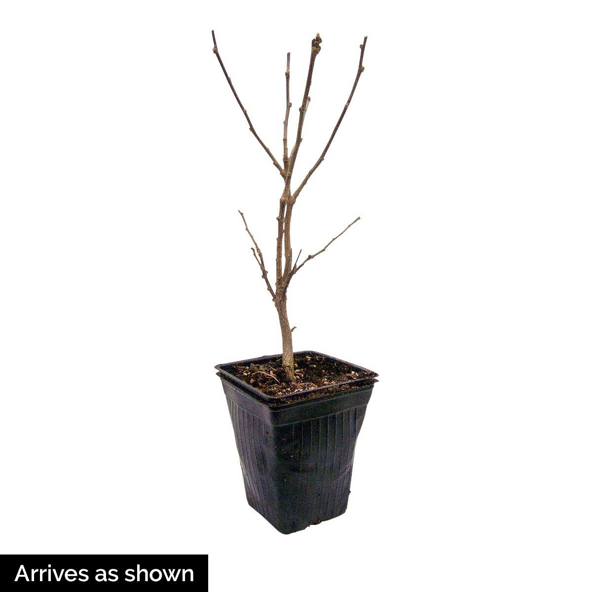 Peppermint Smoothie Althea Dormant Bare Root Flowering Starter Shrub (1-Pack)