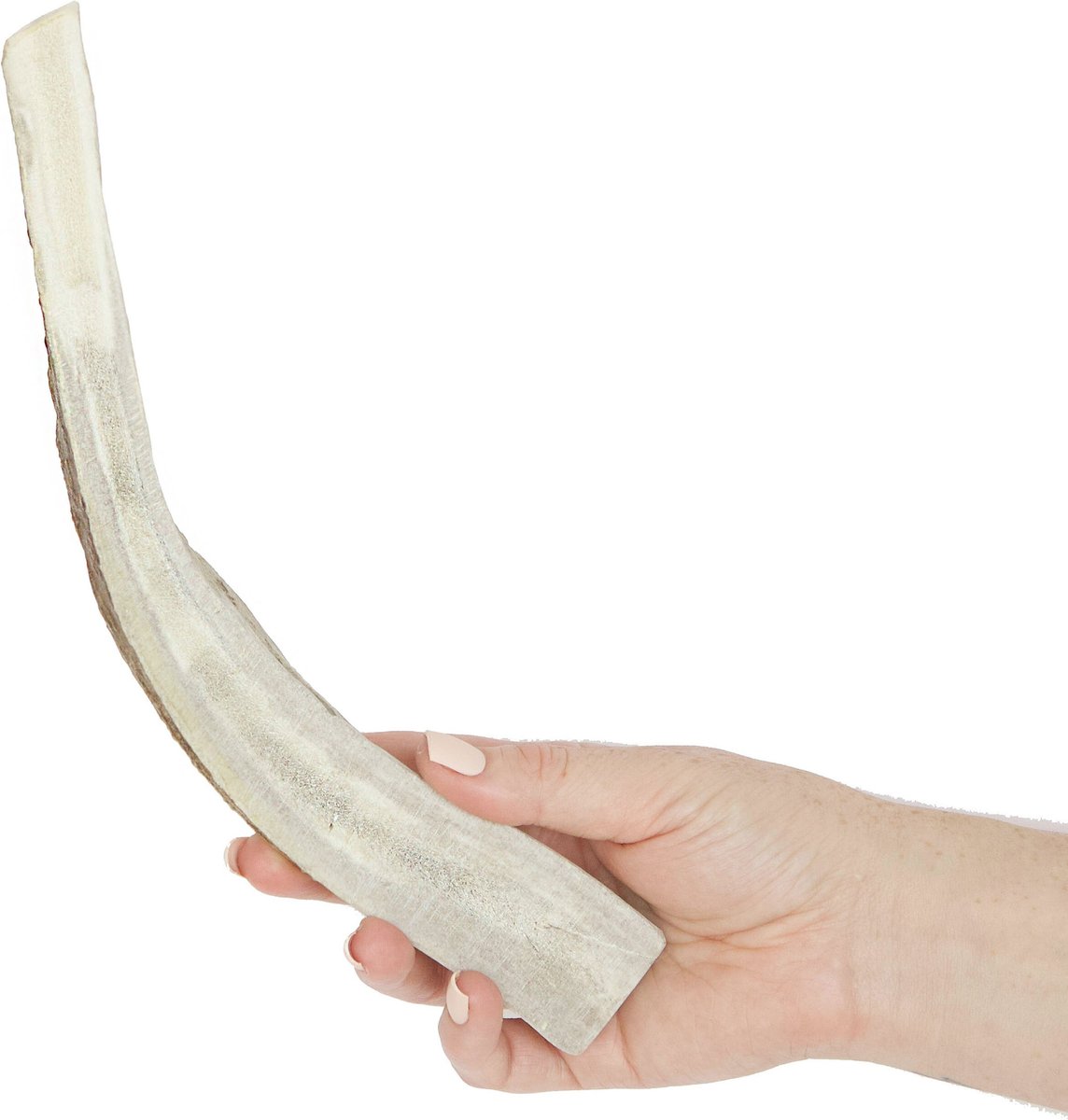 Prairie Dog Split Moose Antler Dog Chews， 9.5 - 10.5 inch