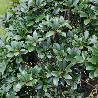 national PLANT NETWORK 2.25 Gal. Cleyera Japonica Shrub HD7122