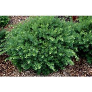Online Orchards 1 Gal. Dense Spreading Yew Shrub this Classic Massive Shrub can Now be Used as a Small Specimen Plant EGYW002