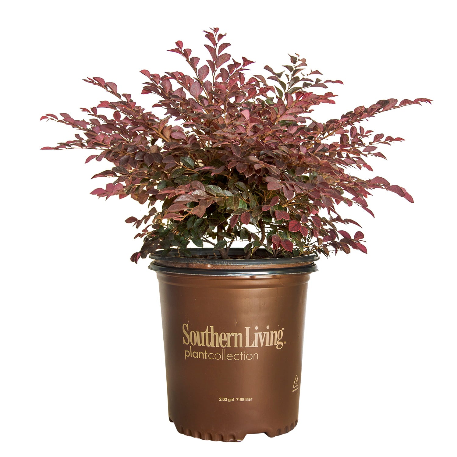 Purple Daydream Loropetalum (2 Gallon) Flowering Evergreen Shrub with Purple Foliage and Pink Blooms - Full Sun to Part Shade Live Outdoor Plant - Southern Living Plant Collection