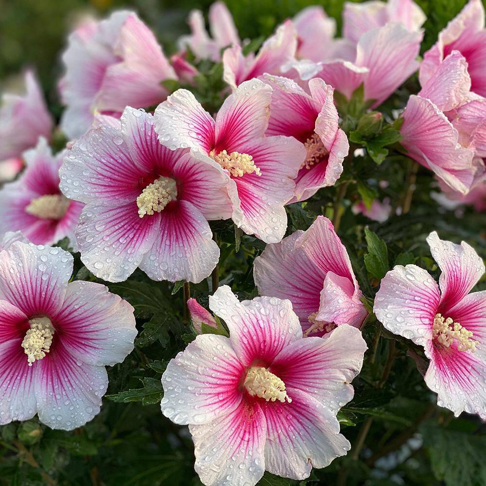 PROVEN WINNERS 2 Gal. Paraplu Pink Ink Rose of Sharon (Hibiscus) Shrub with White and Pink Flowers 16612