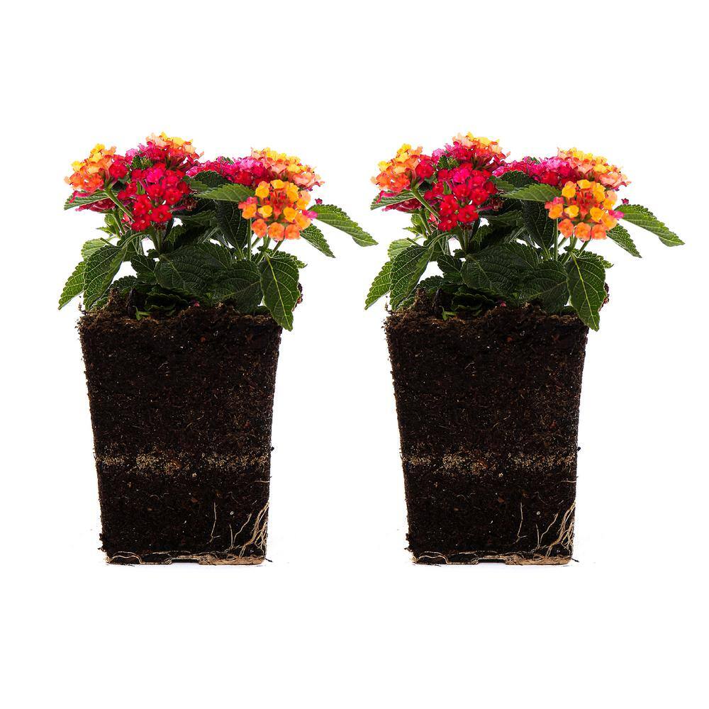 Vigoro 1 Qt. Pink Lantana Plant (2-Pack) LANLLUSH0-QAV2