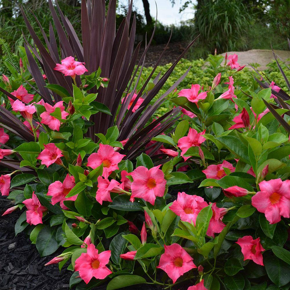 Rio 2 Qt. Dipladenia Flowering Annual Shrub with Pink Blooms 1004124256