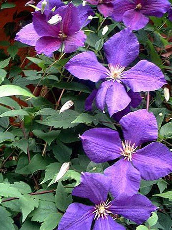 Jackmani Clematis Vine - Velvety-Purple - 2.5