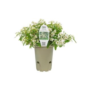 PROVEN WINNERS 4-Pack 4.25 in. Eco+Grande Diamond Snow (Euphorbia) Live Plant White Double Flowers EUPPRW1107504