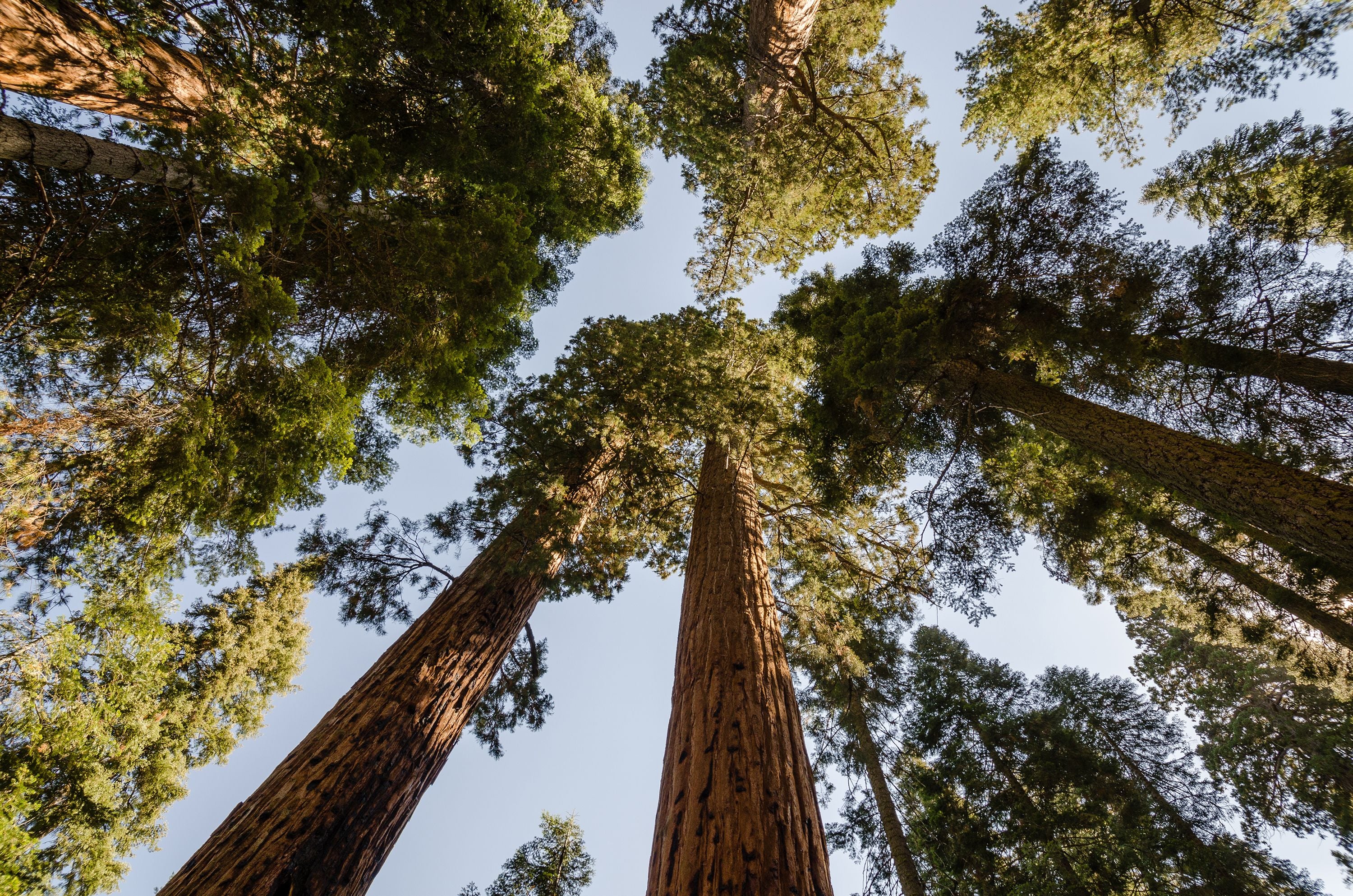 Giant Sequoia | Medium Tree Seedling | The Jonsteen Company