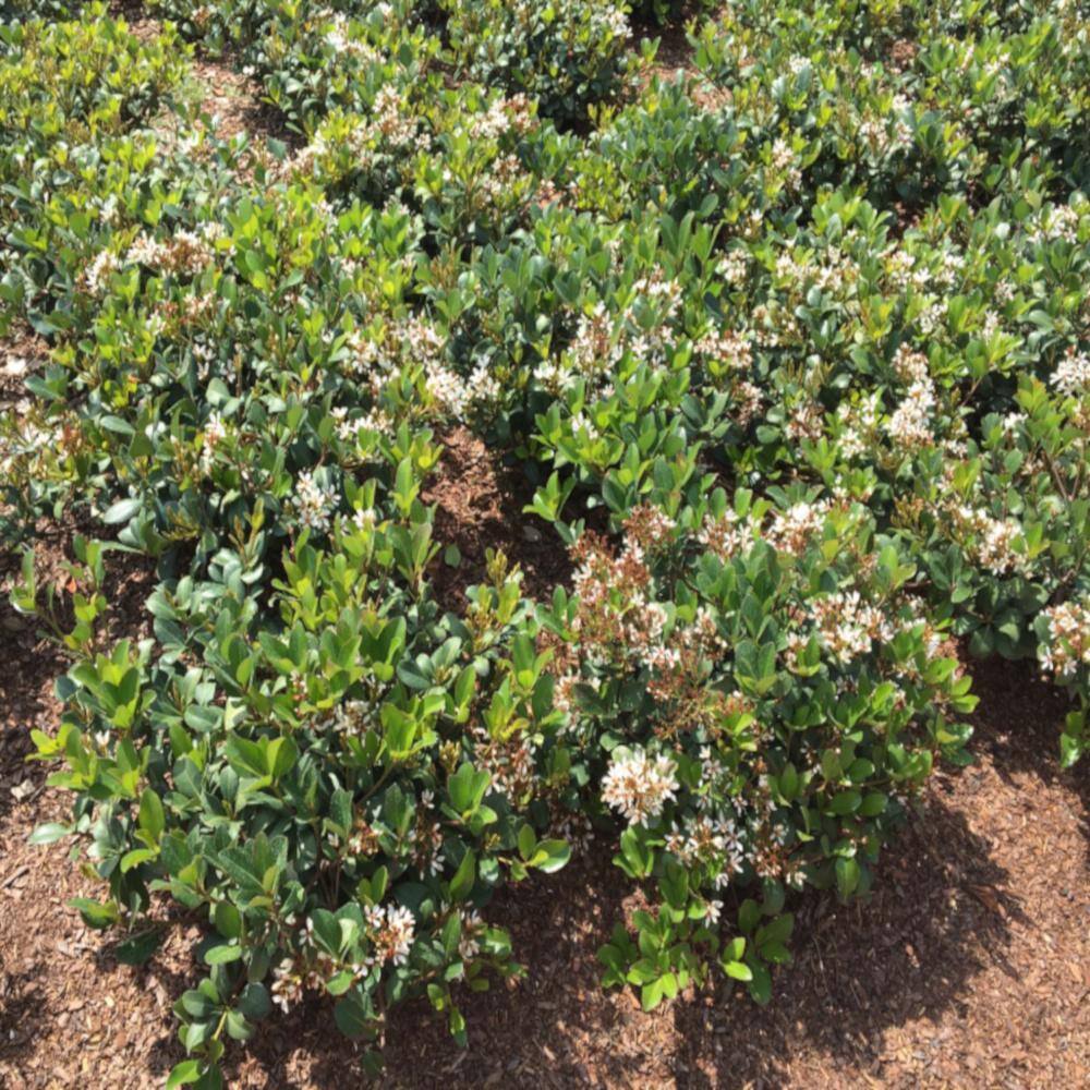 3 Gal. Sweet Viburnum Shrub with White Flowers V465G3