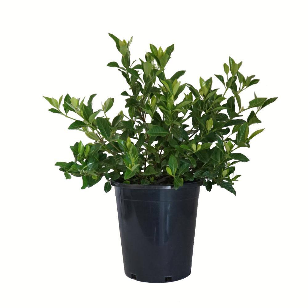 Alder  Oak #5 Container Gardenia Radicans Shrub GARA05