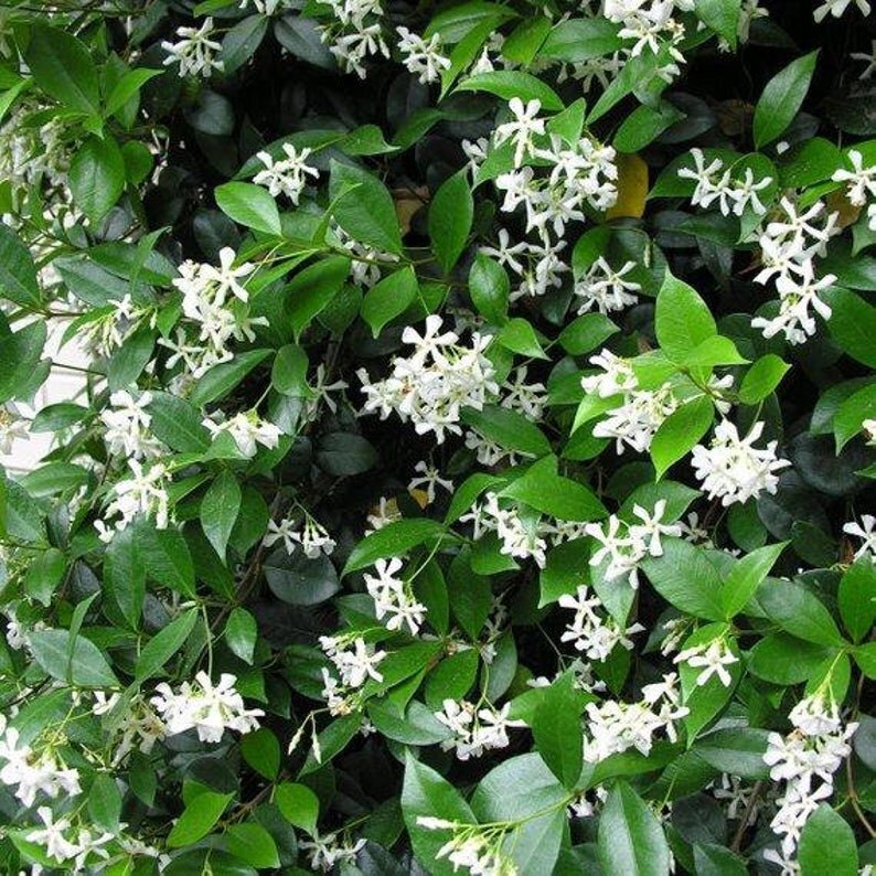 Star Jasmine