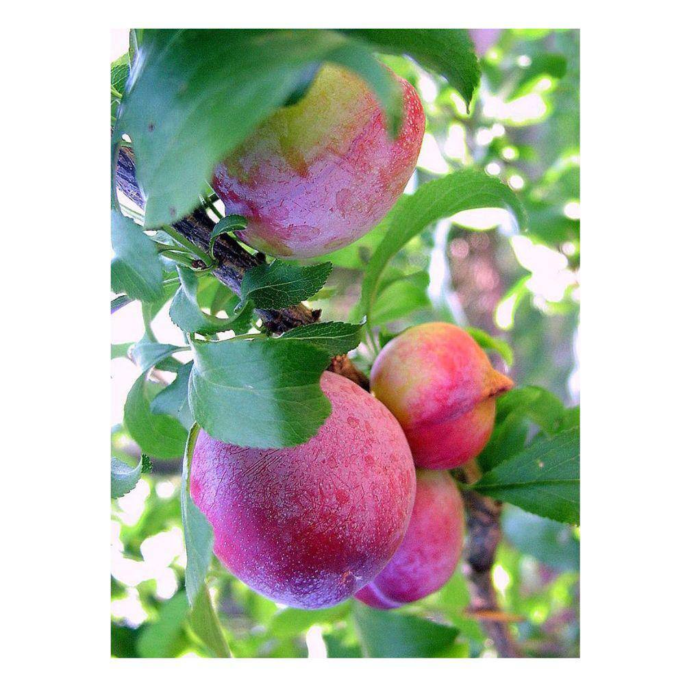 Southern Living 5 Gal. Santa Rosa Plum Tree PLUSAN05GSL