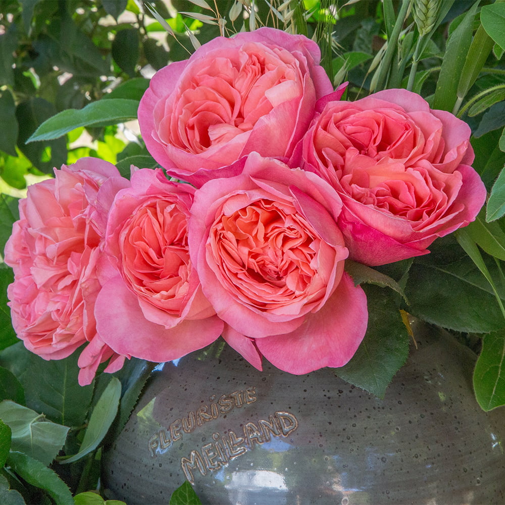 2g Bloomables Rose Sweet Mademoiselle