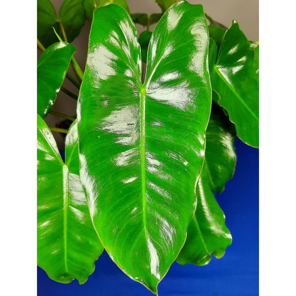 EverGrace Philodendron Burle Marx Plant in 8 in. Decorative Resin Pot BrlMrx008