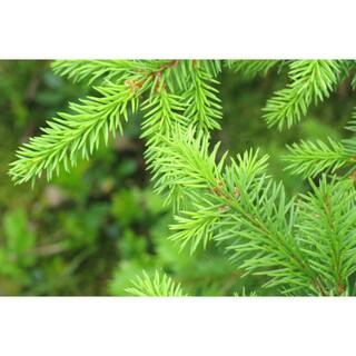 Online Orchards 1 Gal. Little Gem Norway Spruce Shrub Richly Nomaintenance Dwarf Conifer CFSP003