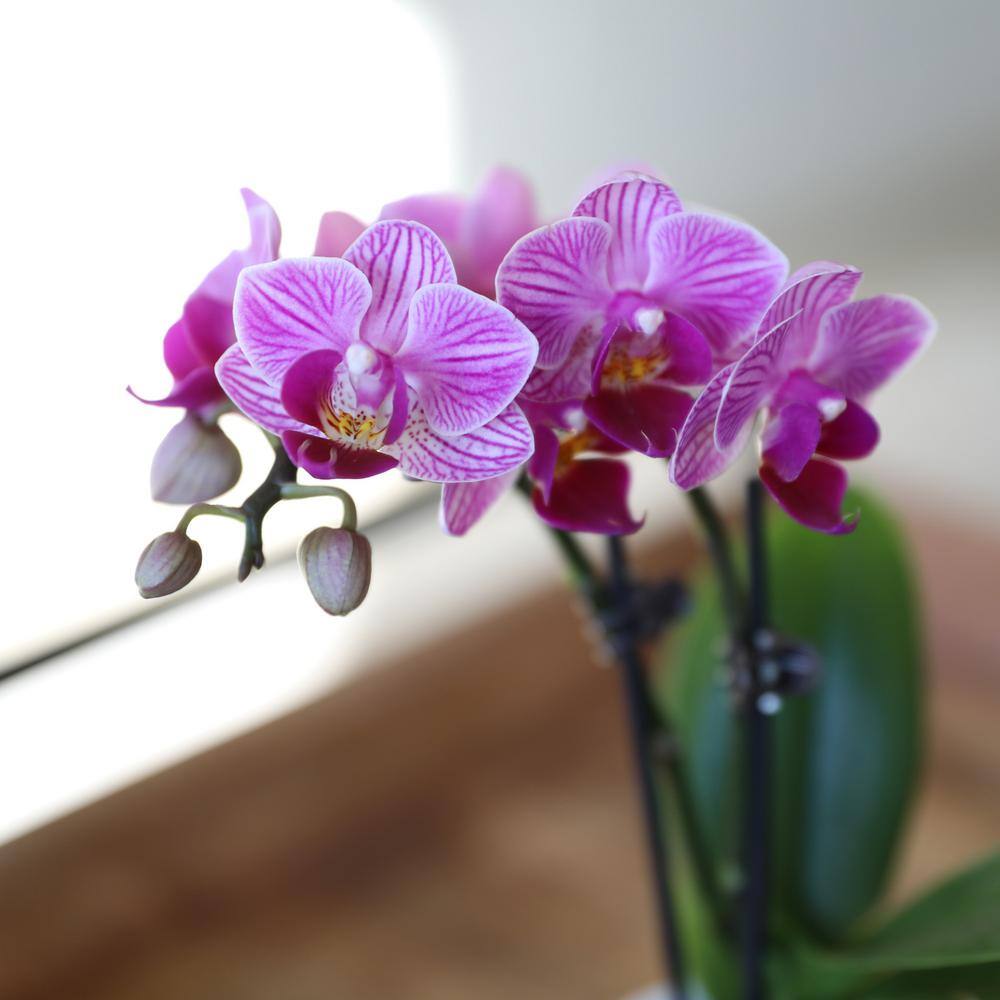 Just Add Ice Orchid (Phalaenopsis) Mini Pink Plant in 2-12 in. White Ceramic Pottery J5000