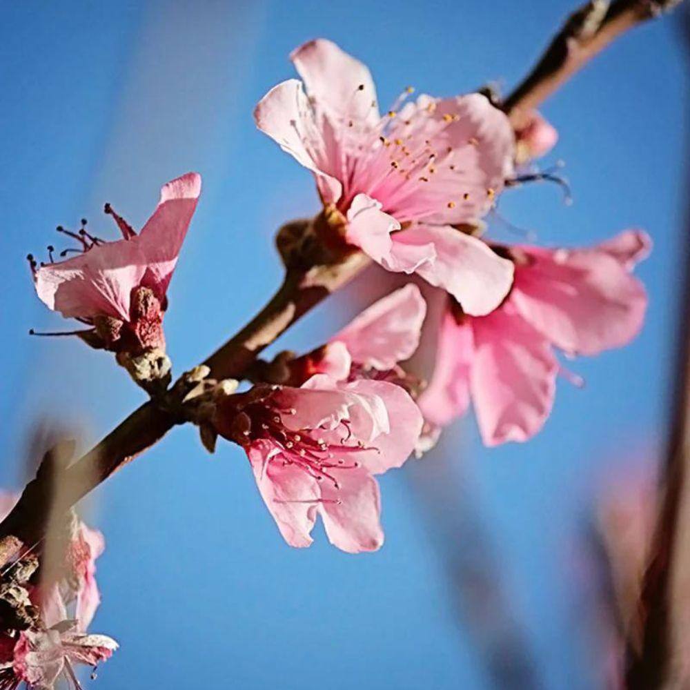 5 gal. Harvester Peach Tree PCHHAR05G