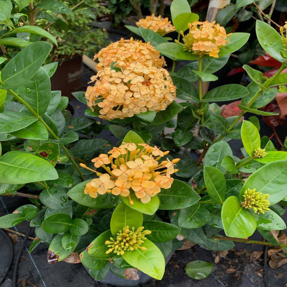 OnlinePlantCenter 10 in. Maui Yellow Ixora Flowering Shrub With Yellow Flowers IX011G3