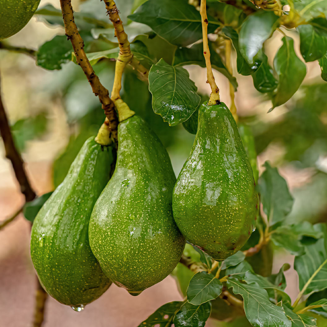 Russell Avocado Tree