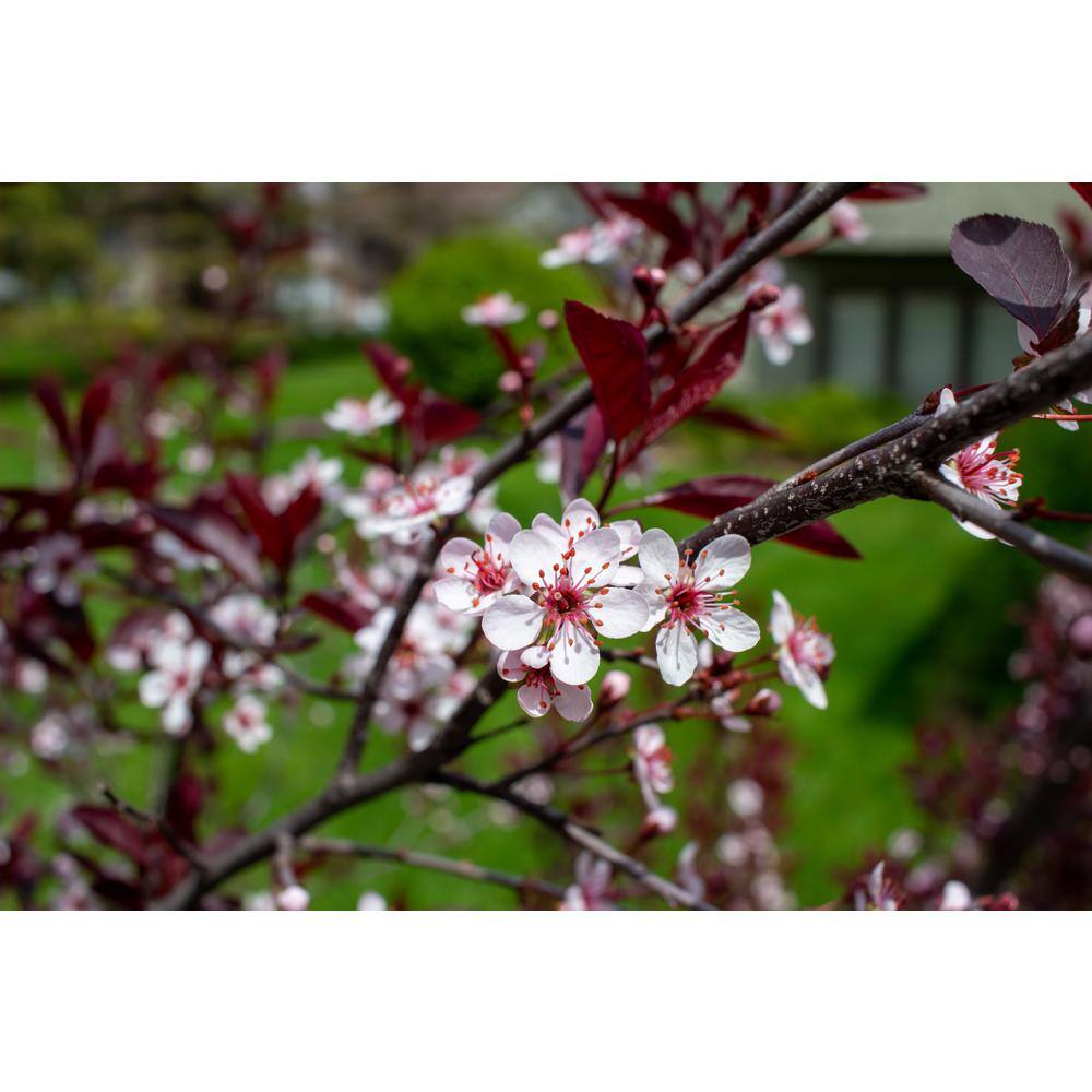 BELL NURSERY 3 Gal. Purple-Leaf Sand Cherry (Prunus x cisterna) Live Shrub with White Flowers PRNUS3CIS1PK