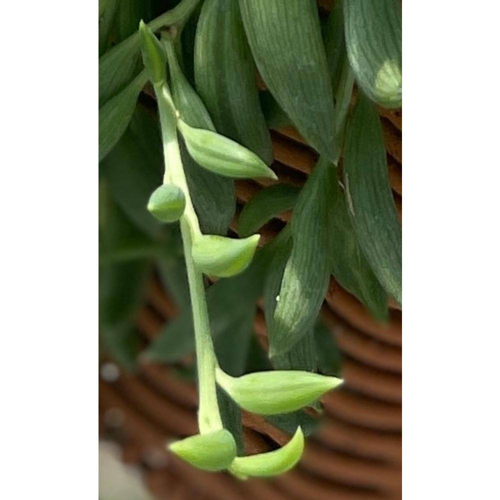 5 in. Senecio Radicans - String of Bananas with White Flowers Succulent Plants in Grower Hanging Pot hj-475