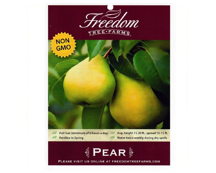 Freedom Tree Farms Orient Pear Tree in 5 Gallon Bucket