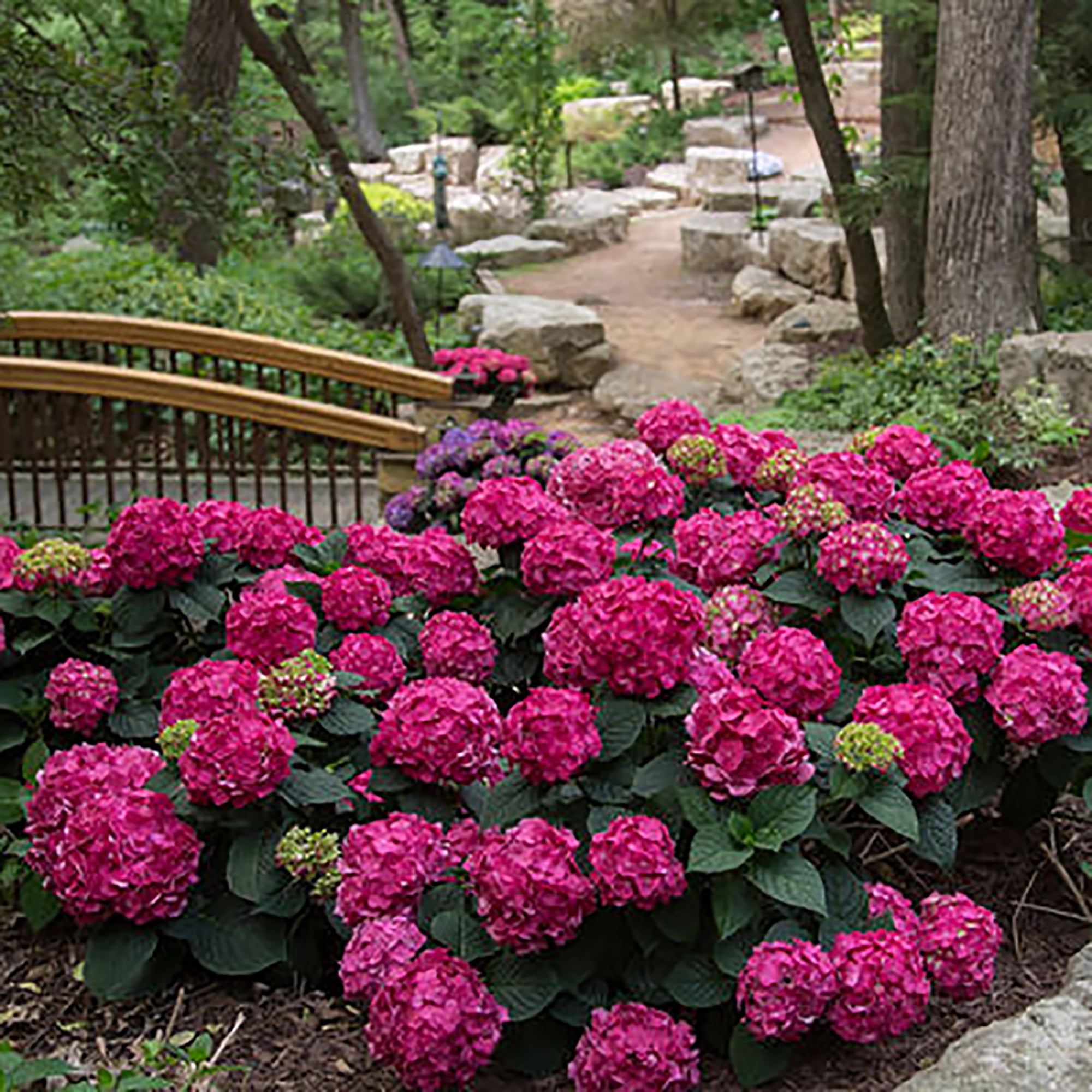 Endless Summer Summer Crush Hydrangea Live Shrub (1 Gallon)