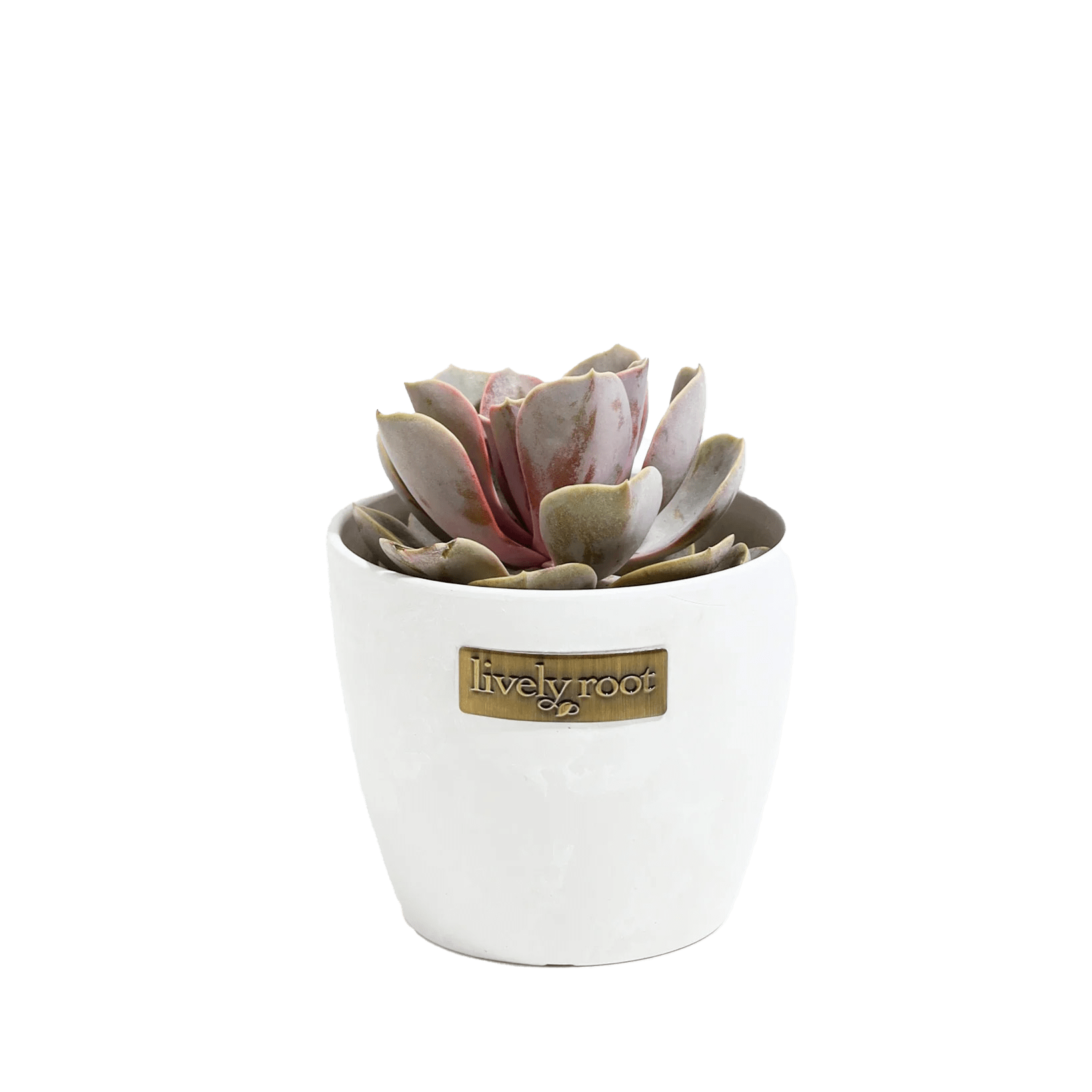 Lively Root Echeveria Rose Succulent Plant Kit